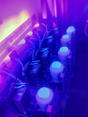 1300W紫外線治癒のための紫外線LEDモジュールの紫色の紫外線365nm 385nm 395nm 405nm